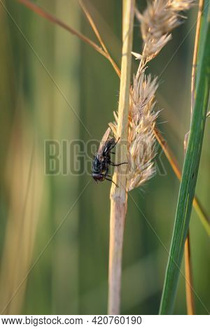 Close Up Of A Fly On A Plant.