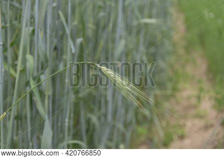Green Spikelet Of Grain Culture. Blurred Background With Bokeh Elements. Stock Photo