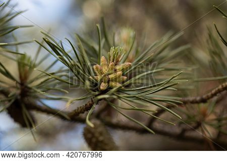 Flower Of A Twisted Pine, Pinus Contorta