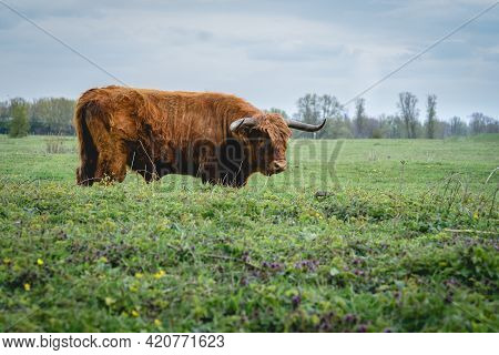 Higland Cows In Beuningse Uiterwaarden, Beuningen The Netherlands.
