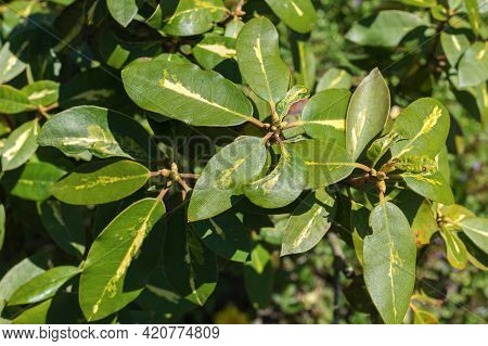 Close Up View Of Rhododendron Branches With Green Leaves And Unopened Flower Buds