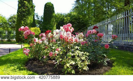 Rose Garden With Pink, Red And White Beautiful Roses. Rosarium. Flower Bed With Shrub Rose. Thuja To