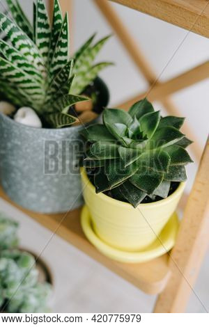 A Plant In A Yellow Pot. Echeveria Purpusorum.