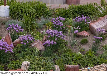 Purple Bulbs Of Flowering Onion Allium. Ornamental Onion Serendipity