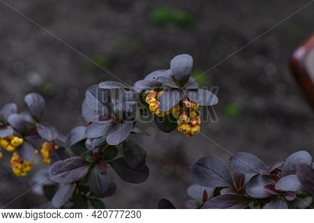 Beautiful Shrub Of Mahonia Aquifolium Buds And Blooms