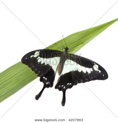 Papilo - Phorcas de Papilio