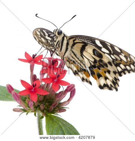 Papilio Demoleus Butterfly