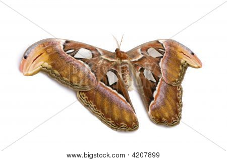 Attacus 아틀라스 나 방