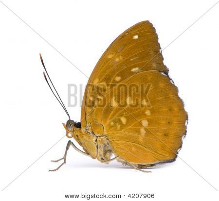 Lexias Dirtea (vrouwelijke) Butterfly
