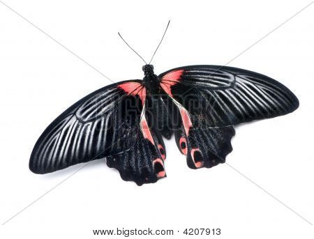 Papilio Rumanzovia (female) Butterfly