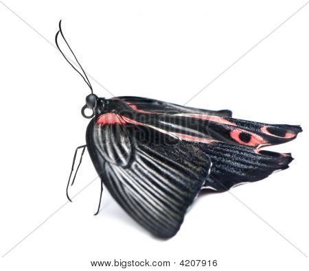 Papilio Rumanzovia (female) Butterfly