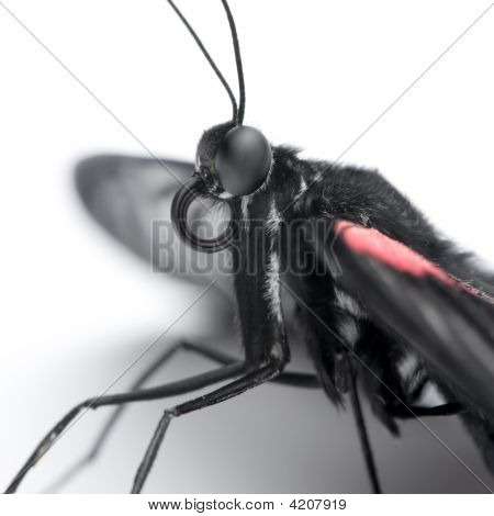 Papilio Rumanzovia (female) Butterfly