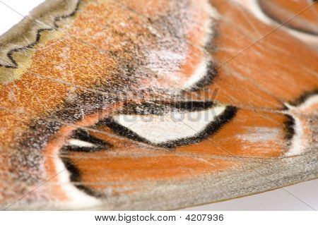 Attacus 아틀라스 나 방