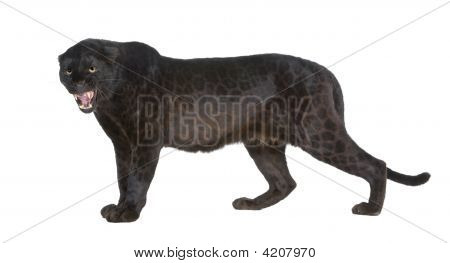 Leopardo nero (6 anni)