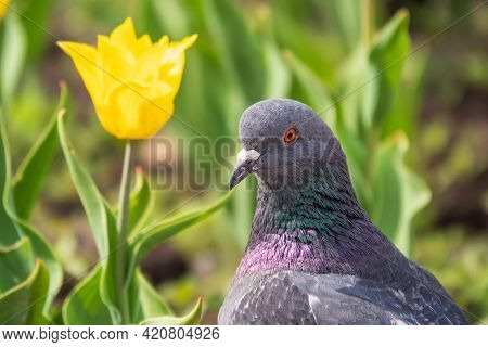 Portrait Of A Common Grey Urban Pigeon In The Picturesque Green Meadow With Yellow Tulips. Domestic 