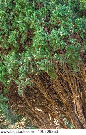 Leaves And Cones Of A Juniper Tree Evergreen. Juniperus Excelsa, Commonly Called The Greek Juniper