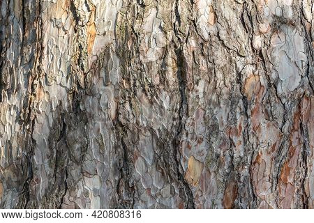 Bark Of Pine Tree. Seamless Tree Bark Background. Brown Texture Of The Old Tree. Natural Coniferous 
