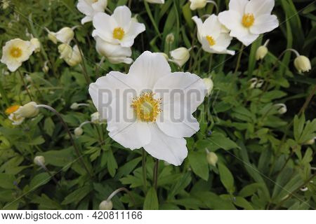White Flowers Of Anemone In The Forest On A Sunny Day In Spring.
