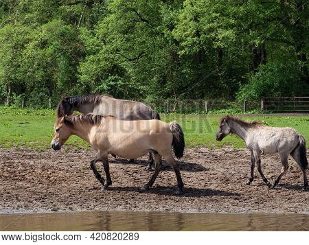wild horses in the german muensterland near merfeld