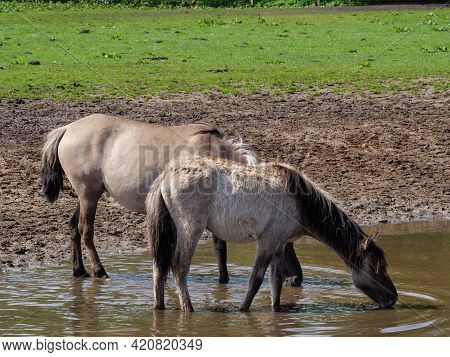 wild horses in the german muensterland near merfeld