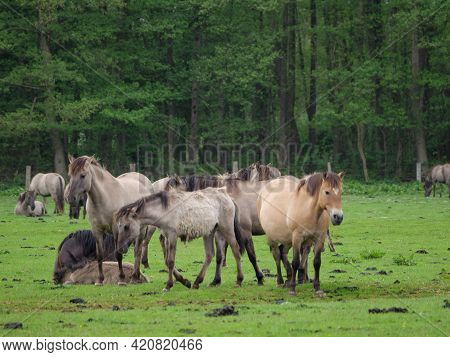 wild horses in the german muensterland near merfeld