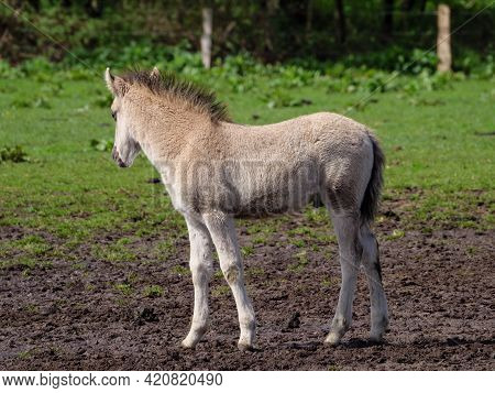 wild horses in the german muensterland near merfeld