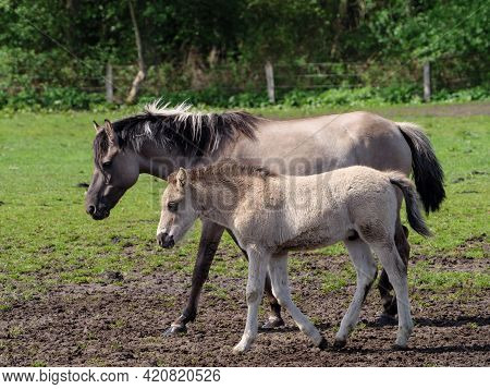 wild horses in the german muensterland near merfeld