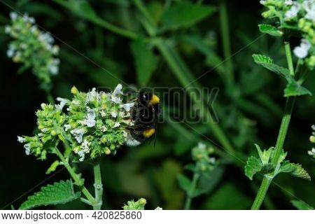 Flower Bed Of Medicinal Plants In Garden. Bumblebee (latin: Bombus) On Flowers Medicinal Herb Lemon 