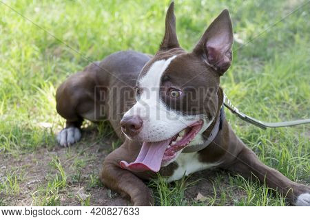 Cute American Pit Bull Terrier Puppy Is Lying On A Green Grass In The Summer Park. Ten Month Old. Pe