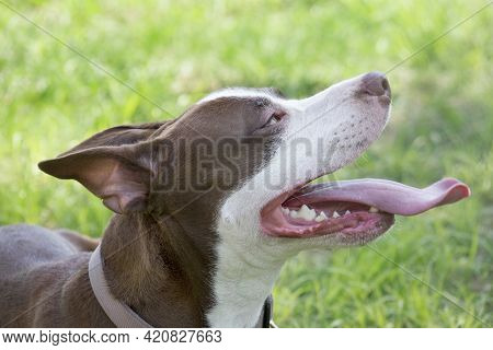 Portrait Of Cute American Pit Bull Terrier Puppy With Lolling Tongue. Ten Month Old. Pet Animals. Pu