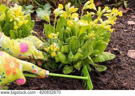 A Woman's Hand In A Woven Glove Is Caring For A Blooming Garden Primrose.