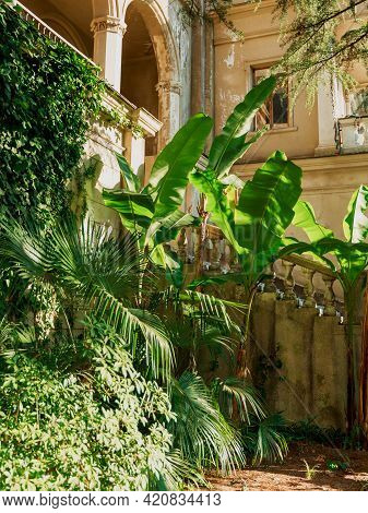 Old Soviet Sanatorium With Tropical Plans In Russia, Sochi