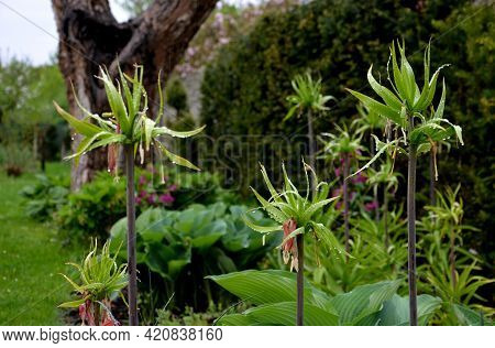 Large Perennials With Red Bells Flowers Along With A Yellow Narcissus Flower In A Bark Mulched Flowe