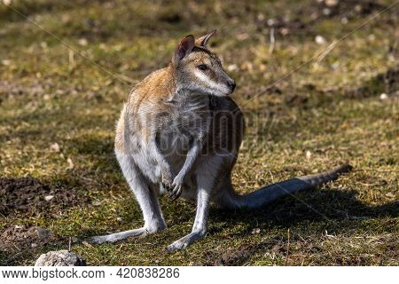 The Agile Wallaby, Macropus Agilis Also Known As The Sandy Wallaby Is A Species Of Wallaby Found In 