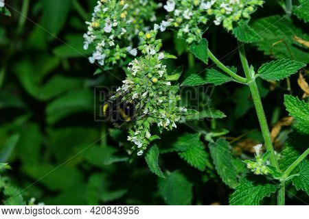 Bumblebee (latin: Bombus) On Flowers Medicinal Herb Lemon Mint Or Bergamot Mint (latin: Mentha Citra