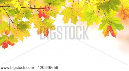 Calm fall season. Maple leaves on sunny beautiful nature autumn background. Horizontal autumn banner with  Maple leaf of red, yellow and green color. Copy space for text  