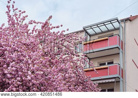Cherry Blossoms In Front Of Modern House With Balconies, Euronean Appartment Block Of Flats In Berli
