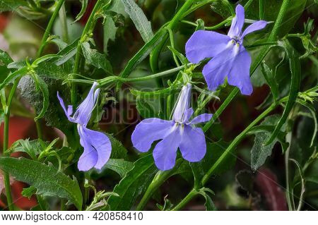 Small Blue Indoor Balcony Flowers Lobelia Erinus Close-up Macro Photography Plant Picture