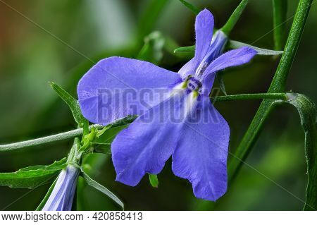 Small Blue Indoor Balcony Flowers Lobelia Erinus Close-up Macro Photography Plant Picture