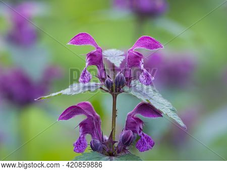 Blooming Lamium Maculatum, Roseum, Spotted Henbit, Spotted Dead-nettle, Purple Dragon. Floral Natura