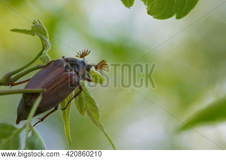 Melolontha. Cockchafer Melolontha Scarabaeidae, Crawling On Green Leaves In Natural Environment. A L