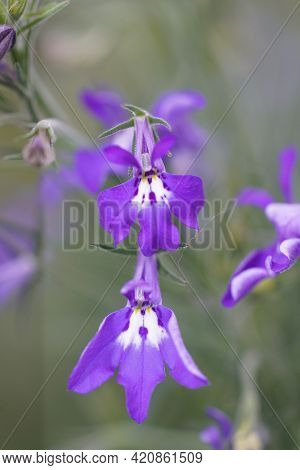 Closeup Of The Blue Flowers Of The Garden Lobelia, Lobelia Erinus