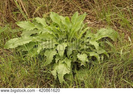 Closeup Of A Large Perennial, The  Cabbage Or Siberian Thistle , Cirsium Oleraceum