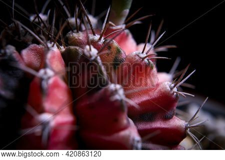 Close Up On Textuure Of Red Gymnocalycium Cactus
