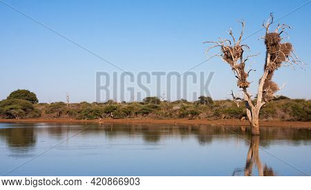 Sunset Dam Near Lower Sabie Rest Camp In Kruger National Park, South Africa Panoramic View With Wild