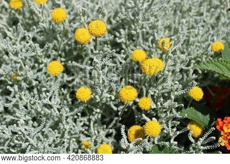 Cotton Lavender Icotton Lavender In The Gardenn The Garden