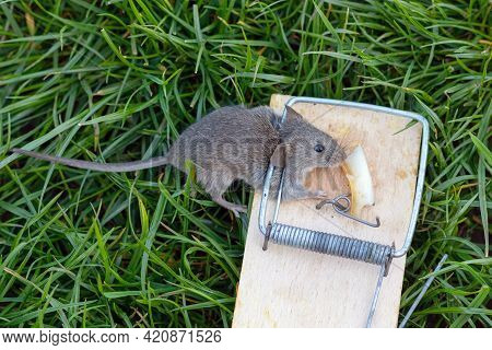 Dead Mouse In A Mousetrap. Mouse Hunting. The Mouse Is A Small Rodent And Pest