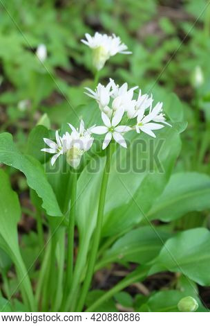 Wood Garlic, Leek, Wild Garlic (Állium Ursínum), Selective Focus, Blurred Background, Vertical Orien