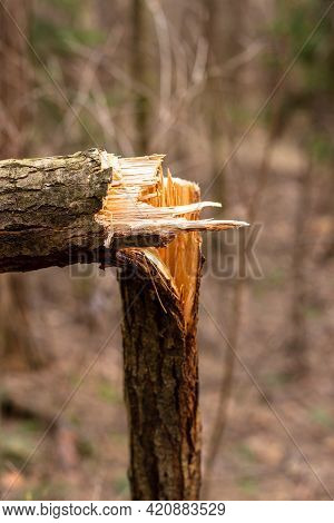 Fallen Tree In The Forest. Consequence Of Strong Wind.