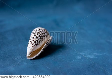 Black Cone On A Blue Background. Conus Marmoreus. Shell With White Triangle.